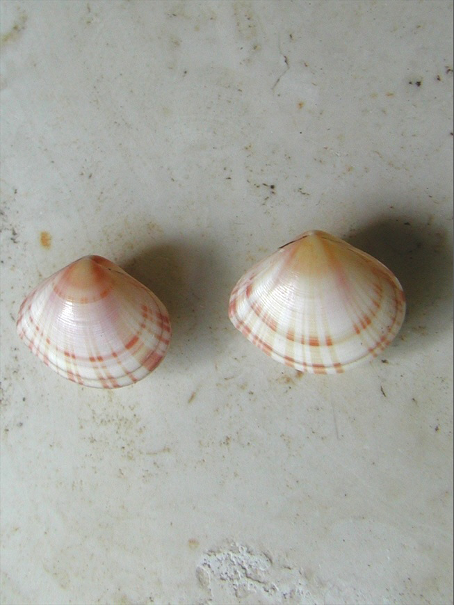 Famiglia Tellinidae